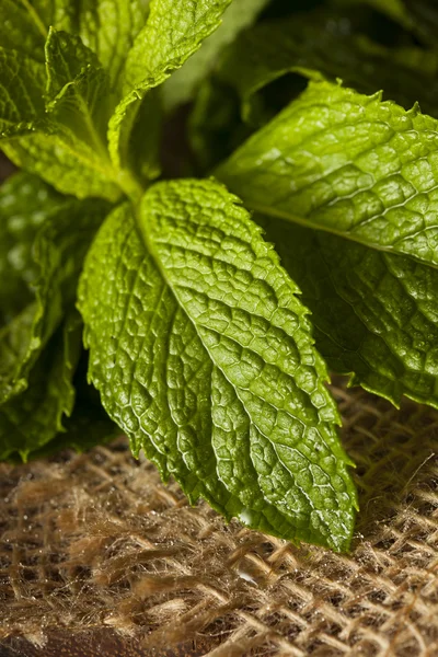 Hoja de menta verde orgánica — Foto de Stock