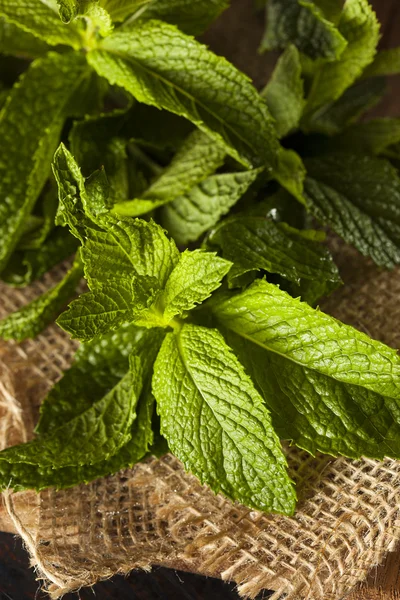 Hoja de menta verde orgánica — Foto de Stock