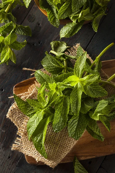 Hoja de menta verde orgánica — Foto de Stock