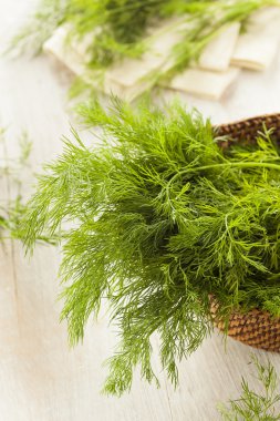 organik yeşil dereotu herb