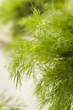 organik yeşil dereotu herb