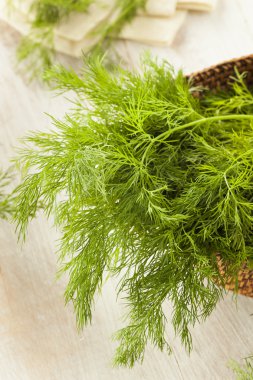 organik yeşil dereotu herb