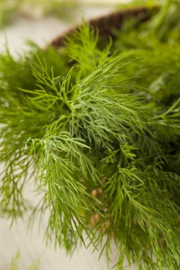 organik yeşil dereotu herb