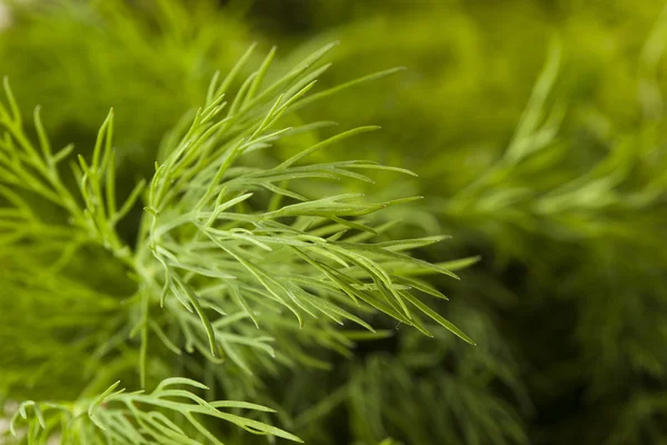 Herbe de Aneth vert biologique — Photo