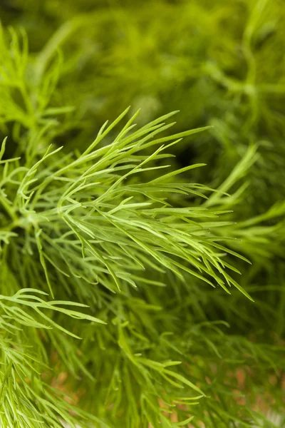 Organic Green Dill Herb — Stock Photo, Image