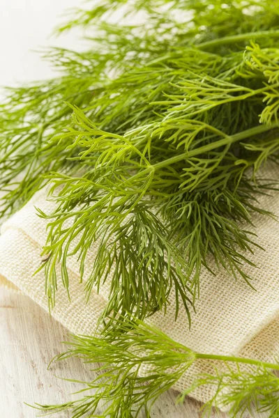 Organik yeşil dereotu herb — Stok fotoğraf