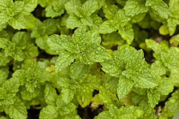 Fresh Green Mint Herbs — Stock Photo, Image