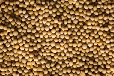 ham organik hardal tohumu