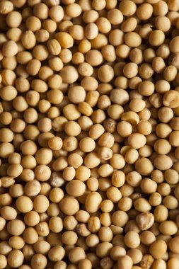 ham organik hardal tohumu