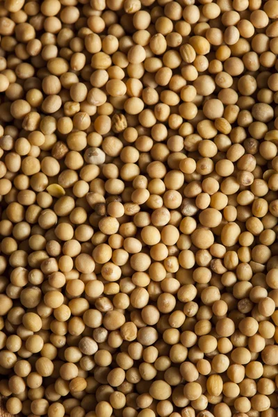 Raw Organic Mustard Seeds — Stock Photo, Image