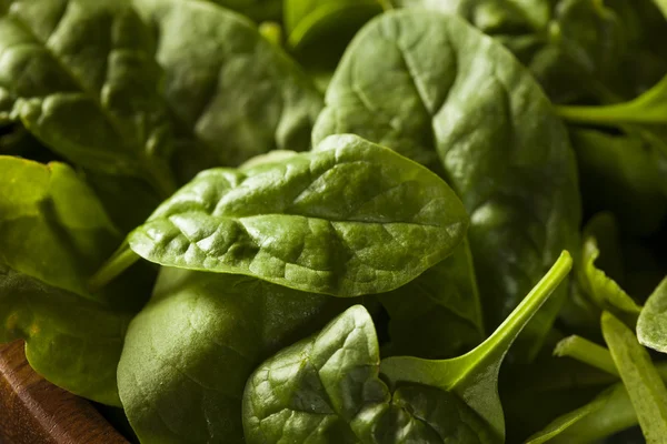 Raw Green Organic Baby Spinach — Stock Photo, Image