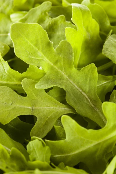 Arugula verde grezza biologica — Foto Stock