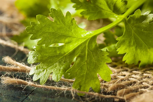 Organické syrové zelené koriandr — Stock fotografie