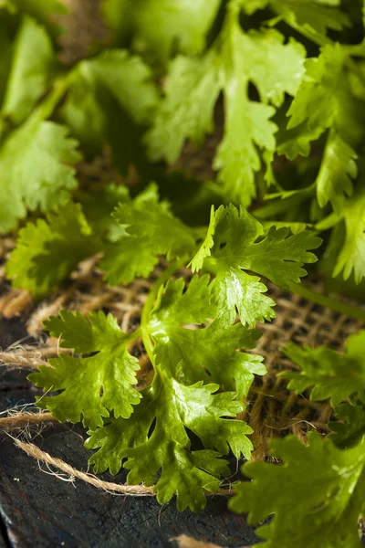 Organikus, nyers, zöld koriander — Stock Fotó