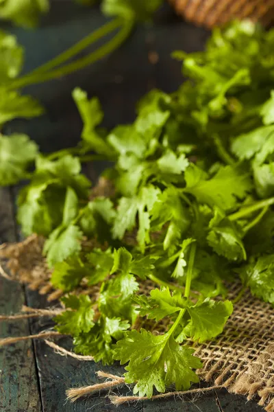 Organické syrové zelené koriandr — Stock fotografie