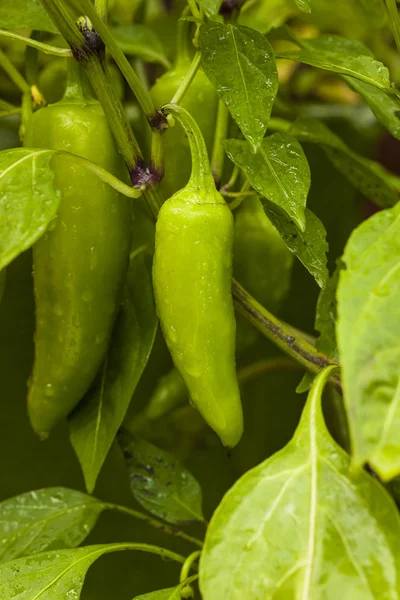 Pimenta orgânica crua de Jalapeno — Fotografia de Stock