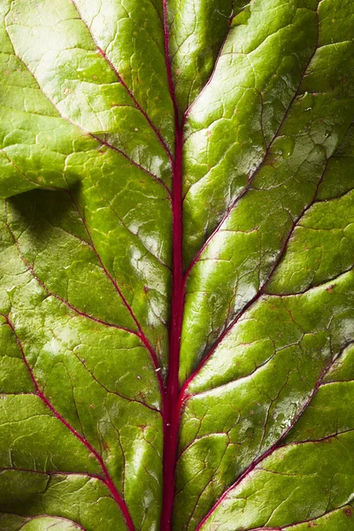 Arc-en-ciel bio cru Swiss Chard — Photo