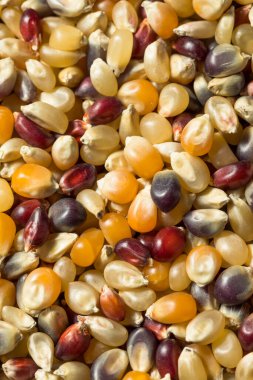 Kuru Organik Gökkuşağı Patlamış Mısırı Pişirmeye Hazır