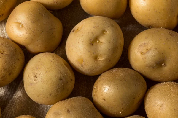 Patatas Bebé Orgánicas Amarillas Crudas Racimo —  Fotos de Stock