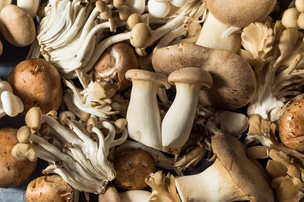 Raw Organic Assorted Gourmet Mushrooms Trumpet Champignon Oyster — стоковое фото