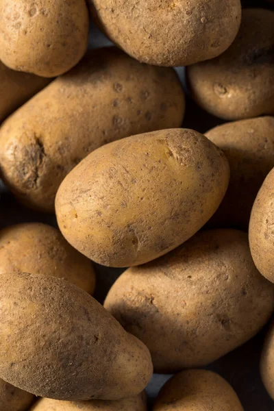 Surowe Organiczne Ziemniaki Russet Bunch — Zdjęcie stockowe