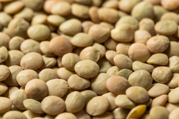 Raw Brown Organic Lentils Legumes Bowl — Stock Photo, Image