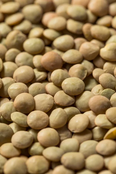 Raw Brown Organic Lentils Legumes Bowl — Stock Photo, Image