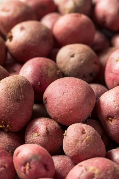 Red Organic Potatoes Bowl Ready Cook — Stock Photo, Image