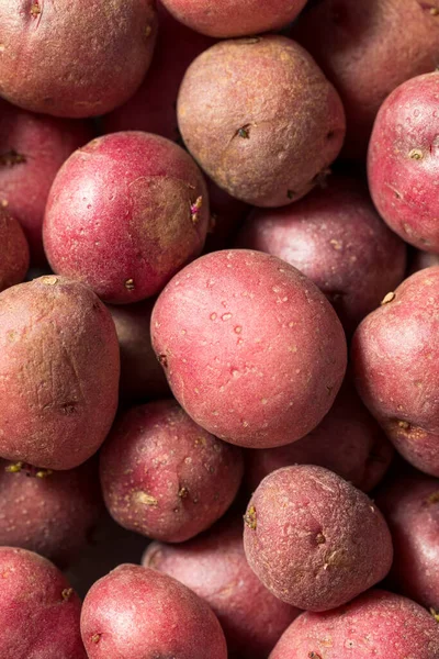 Patatas Ecológicas Rojas Tazón Listo Para Cocinar — Foto de Stock