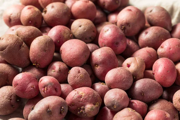 Κόκκινες Βιολογικές Πατάτες Ένα Μπολ Έτοιμες Μαγειρέψουν — Φωτογραφία Αρχείου