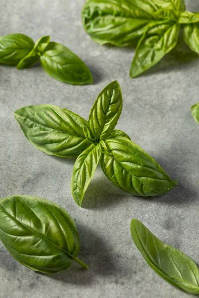 Manjericão Orgânico Verde Cru Italiano Deixa Pronto Para Cozinhar Com — Fotografia de Stock
