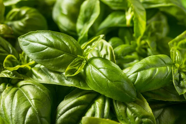 Raw Green Organic Italian Basil Leaves Siap Untuk Memasak Dengan — Stok Foto