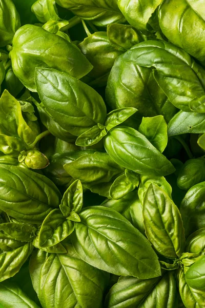 Manjericão Orgânico Verde Cru Italiano Deixa Pronto Para Cozinhar Com — Fotografia de Stock