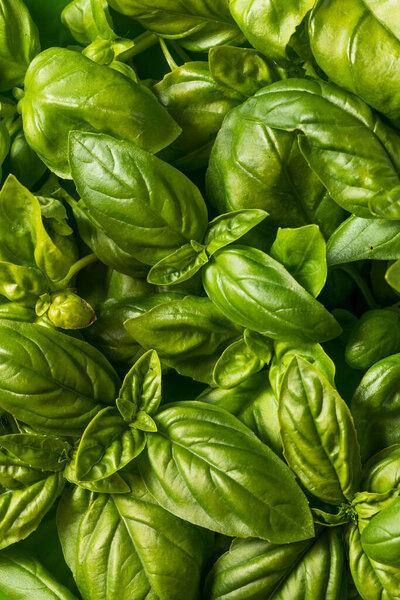 Raw Green Organic Italian Basil Leaves Ready to Cook With