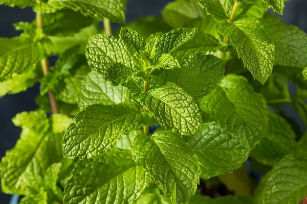 Hojas Menta Cruda Orgánica Saludable Manojo — Foto de Stock