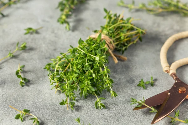 Зеленая Органическая Трава Тимьяна Пучке Приготовления Пищи — стоковое фото