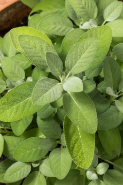 Raw Green Organic Sage Herbs Ready for Cooking