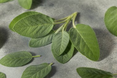 Çiğ yeşil organik adaçayı pişirmeye hazır.