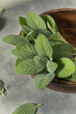 Çiğ yeşil organik adaçayı pişirmeye hazır.