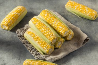 Raw Organic Yellow Sweet Corn on the Cob Ready to Cook