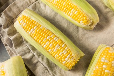Raw Organic Yellow Sweet Corn on the Cob Ready to Cook