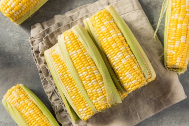 Raw Organic Yellow Sweet Corn on the Cob Ready to Cook