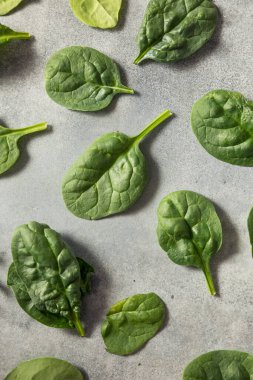 Raw Green Organic Baby Spinach Ready to Cook