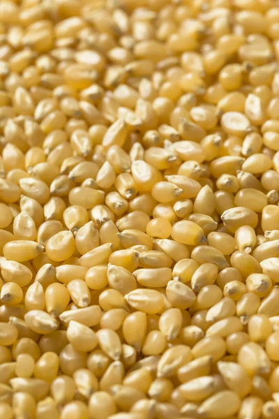 Dry Organic White Popcorn Kernels Bowl — ストック写真