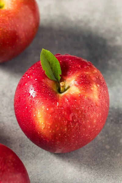Raw Red Organic Cosmic Crisp Apples Bunch — Stock Photo, Image