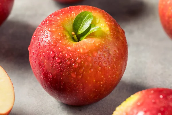 Raw Red Organic Cosmic Crisp Apples in a Bunch