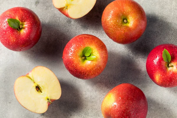 Raw Red Organic Cosmic Crisp Apples in a Bunch