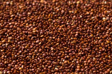 Kase içinde çiğ organik kırmızı kinoa tohumu