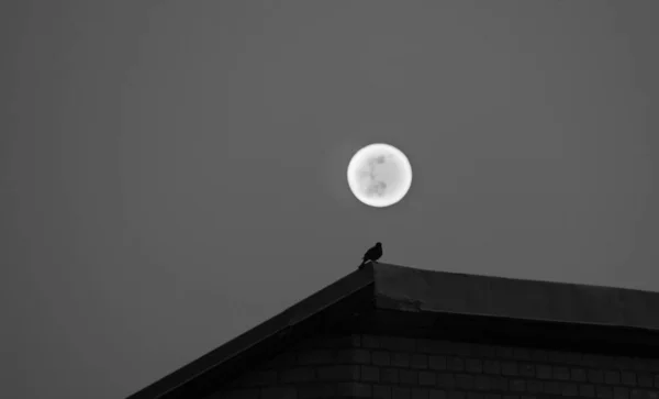 鸟儿在屋顶上迎着满月的夜空飞翔 — 图库照片
