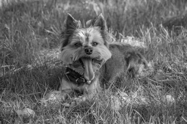Yorkshire Teriyeri dili dışarıda çimlerin üzerinde dinleniyor.